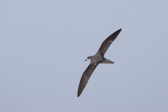 Pterodroma pycrofti