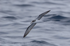 Pterodroma pycrofti