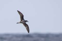 Pterodroma pycrofti