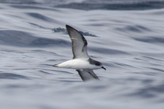 Pterodroma pycrofti