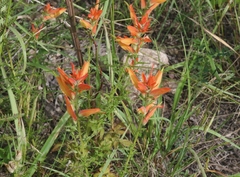 Castilleja patriotica