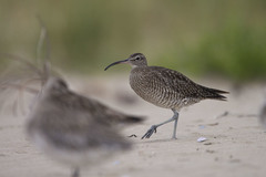 Numenius phaeopus variegatus