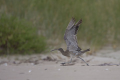 Numenius phaeopus variegatus
