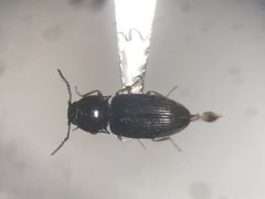 Neohypdonus tumescens