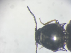 Neohypdonus tumescens