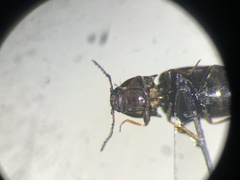 Neohypdonus tumescens