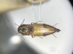 Stropenron hamata