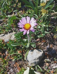 Erigeron thunbergii