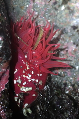Aulactinia