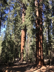 Sequoiadendron