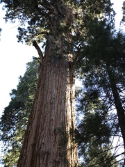 Sequoiadendron
