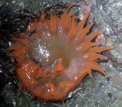 Aulactinia