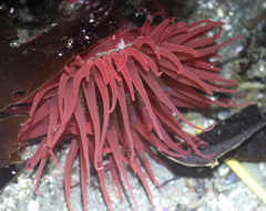 Aulactinia