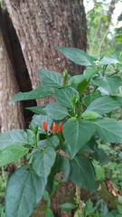 Capsicum frutescens