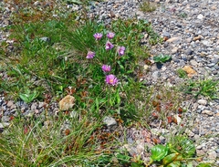 Erigeron thunbergii