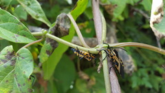 Sephina vinula