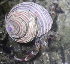 Pagurus ochotensis