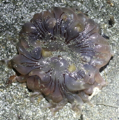 Aulactinia