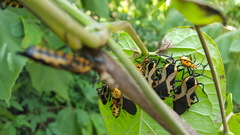 Sephina vinula