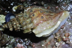 Scabrotrophon stuarti