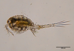 Microcyclops