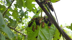 Sephina vinula