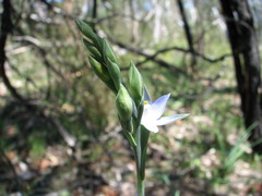 Thelymitra bracteata