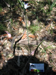 Thelymitra bracteata