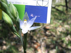 Thelymitra bracteata