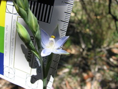Thelymitra bracteata