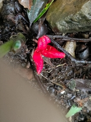 Zingiber kawagoii