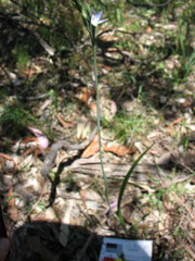 Thelymitra bracteata