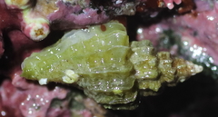 Scabrotrophon stuarti