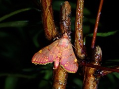 Ischnurges gratiosalis