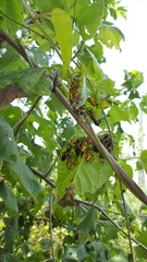 Sephina vinula