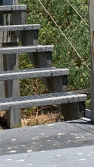 Onychoprion anaethetus