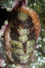 Boreochiton beringensis