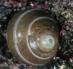 Cryptonatica aleutica