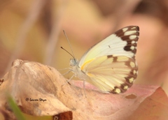 Belenois creona severina