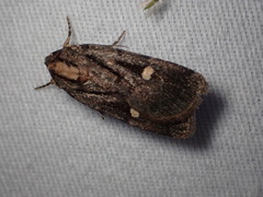 Abagrotis glenni