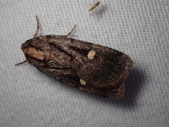 Abagrotis glenni