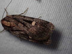 Abagrotis glenni