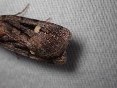 Abagrotis glenni
