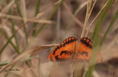 Byblia anvatara acheloia