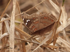 Junonia natalica