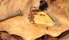 Belenois creona severina