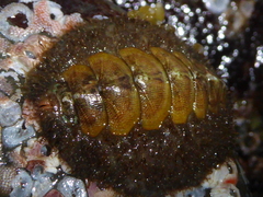 Mopalia ciliata