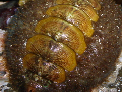 Mopalia ciliata
