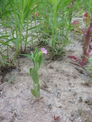 Erythranthe parishii