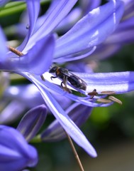 Exleycolletes